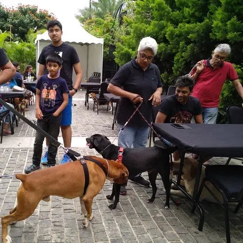 Guests and their dogs at a pet brunch